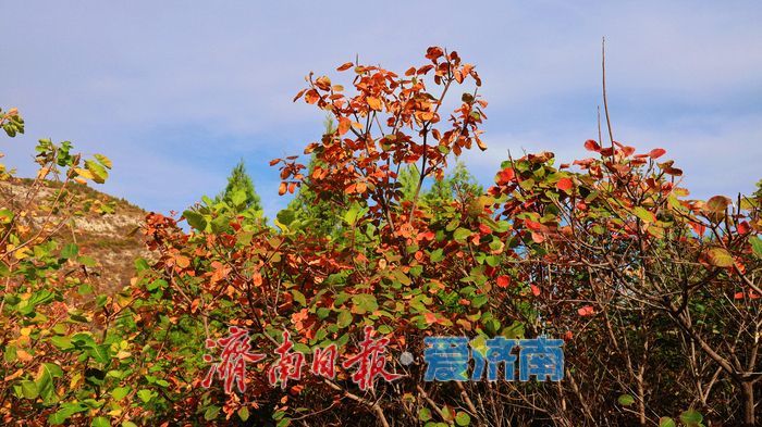 一年四季 泉在济南丨“平分秋色”胜景上线，济南蝎子山迎来“打卡热”！