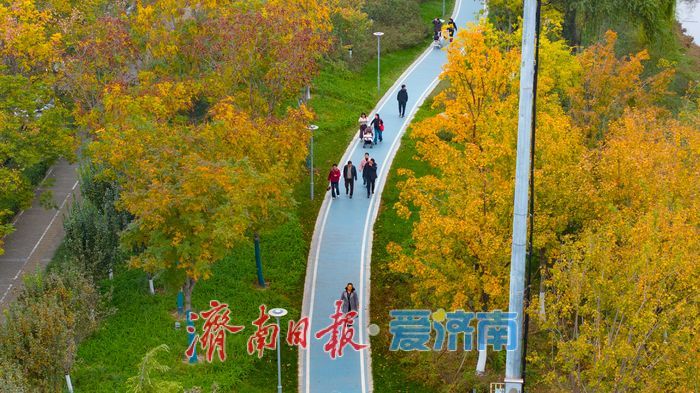 秋风执笔，银杏鎏金：济南腊山河公园秋日氛围感拉满