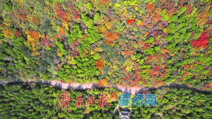 秋色入画层林尽染！千佛山红叶迎来最佳观赏期