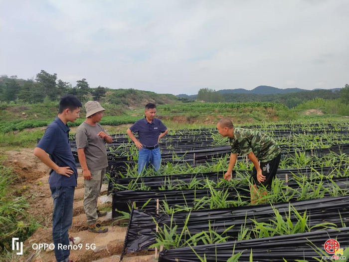最美新农人｜付雷：以梦为犁，让蜜薯甜透振兴路
