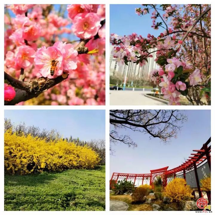 “马”上开花！章丘城区公园赏花地图出炉，开启春日好时光！