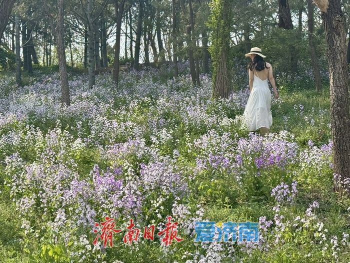 一年四季 泉在济南丨紫韵漫山野！千佛山南麓二月兰盛放成浪漫花海