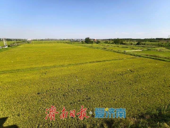 黄河岸边稻浪飘香 黄河水润田助丰产