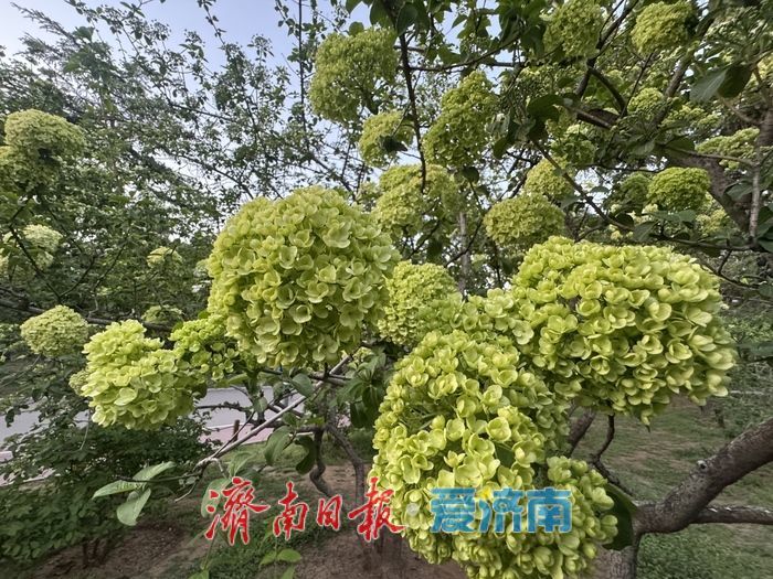 泉城回暖春意浓 木本绣球绽芳华
