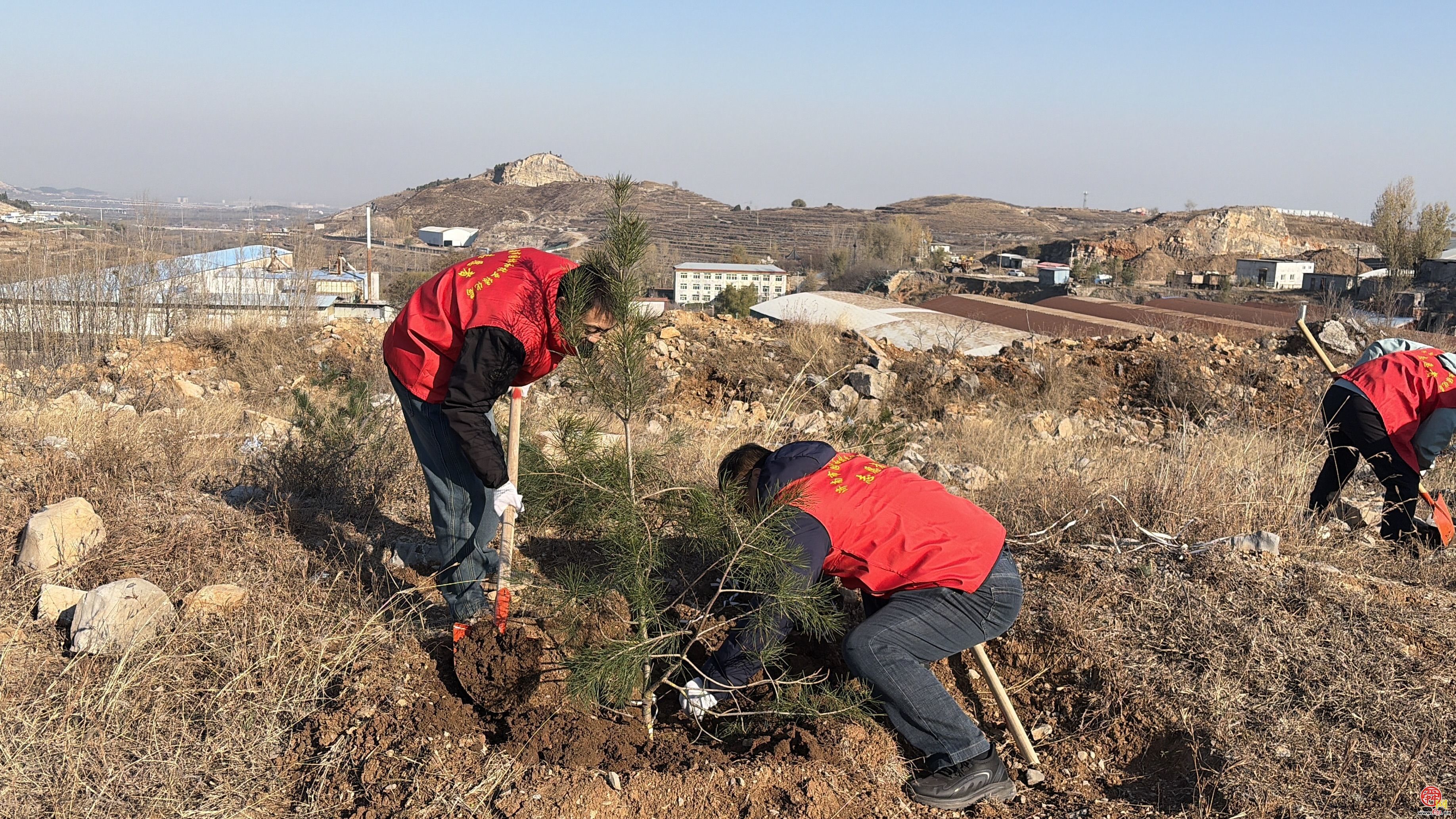 1280株新苗扎根济南黄河畔 国土绿化示范项目再添生态动能