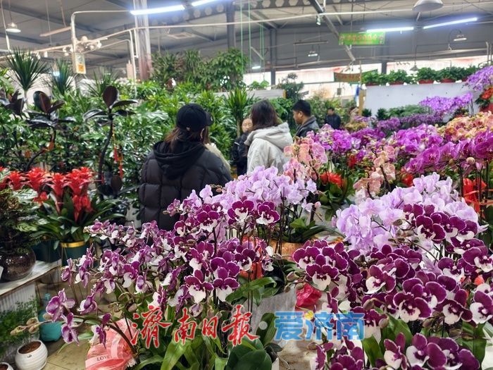 年宵花迎来销售旺季