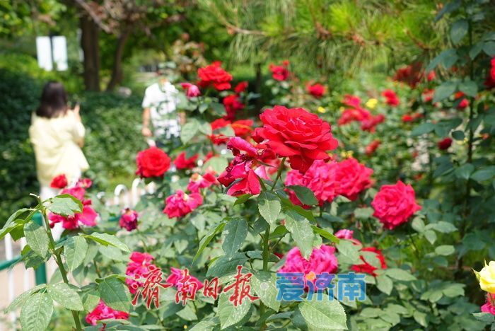 一年四季 泉在济南丨百花公园 “花中皇后” 绽放，缤纷花海引游人打卡