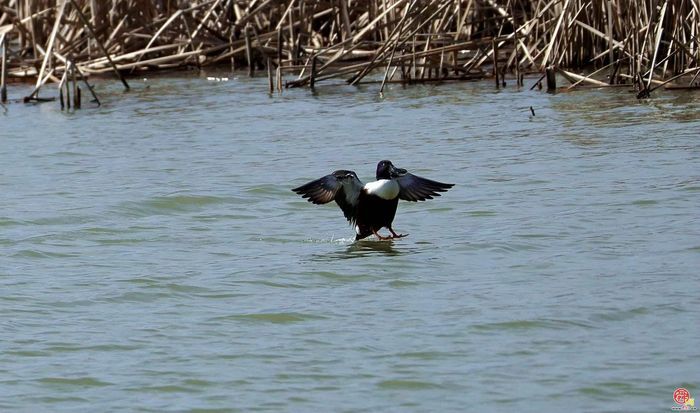 【银发万花筒】“鸟情播报员”崔玉荣：用镜头收藏“会飞的风景”