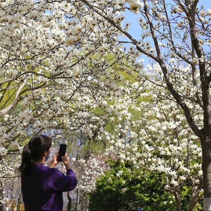 玉兰没看够？这里接着看！济南植物园玉兰花开得正盛