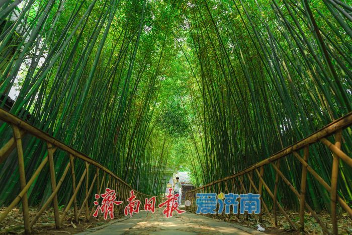 一年四季 泉在济南丨酷暑时节，来济南万竹园解锁夏日清凉