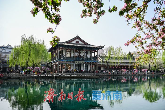 济南五龙潭樱花节迎盛花期 泉畔花海成春日顶流打卡地