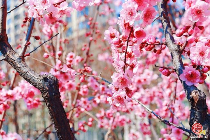 春分启新程 文化润成长 多校开展春分教育活动