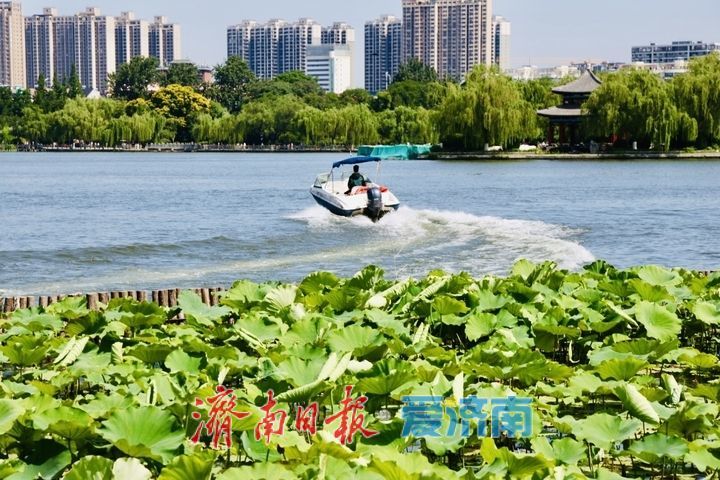 雨霁天晴景致佳！济南大明湖夏日风光醉人迎客来