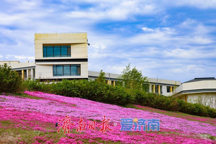 一年四季 泉在济南丨千平福禄考花海盛放 彩石片区添春日浪漫盛景