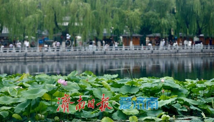 一年四季 泉在济南丨百花洲荷花迎盛花期 夏日尽显泉韵诗意