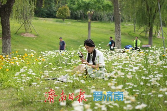 一年四季 泉在济南丨“大滨菊+金鸡菊”花海！来这里一键解锁初夏的浪漫