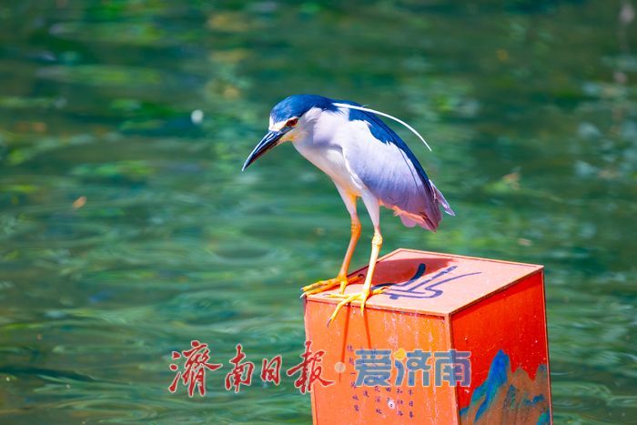 夜鹭栖灯泉畔栖居 趵突泉生态画卷尽显生机