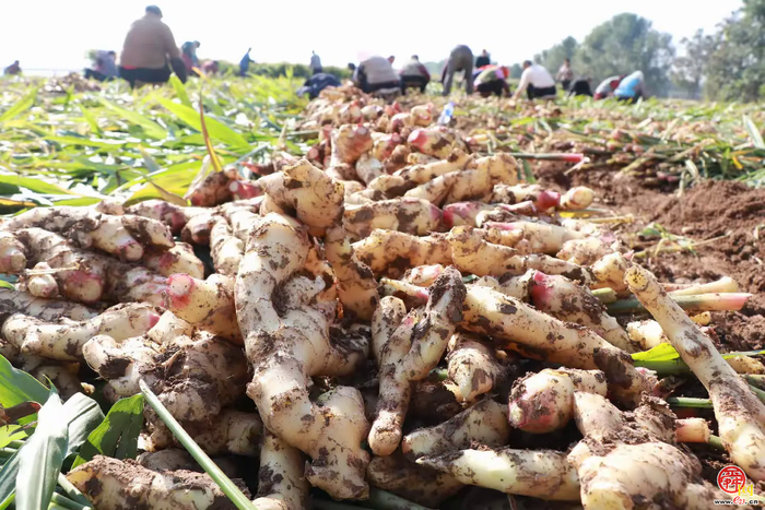 宁家埠街道：泥土里刨出“金疙瘩” 生姜地里种出好光景