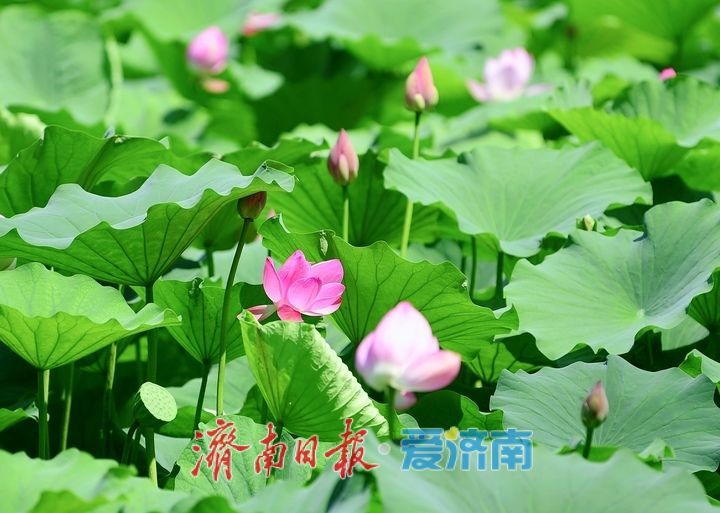 一年四季 泉在济南｜“荷”其有幸“香”约泉城，大明湖第一波荷花已绽放