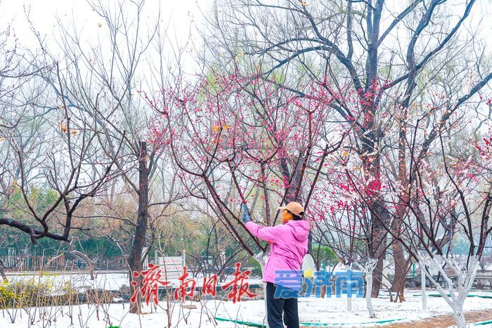 一年四季 泉在济南丨粉缀芳园，梅韵泉城