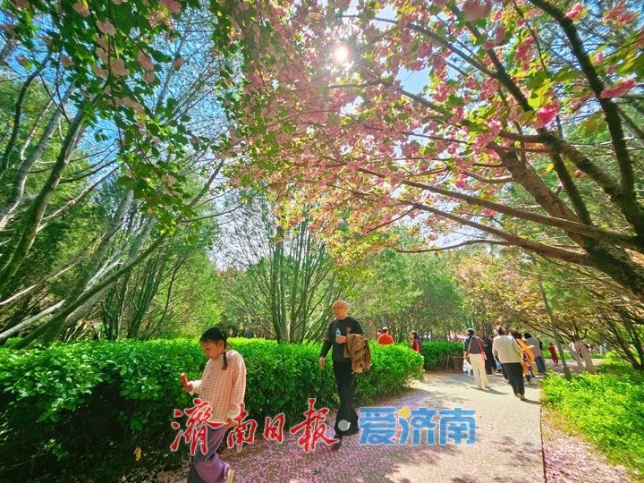 樱花漫道醉春风 济南森林公园樱花大道迎来最佳观赏期