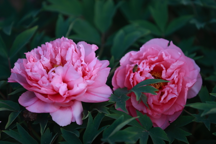 赏花打卡，享受春暖花开