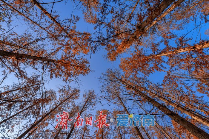 济南降温迎清透蓝天 南郊宾馆公园冬日景致美如画