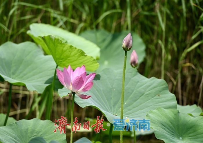 荷风送香入夏 济南森林公园荷花次第绽放