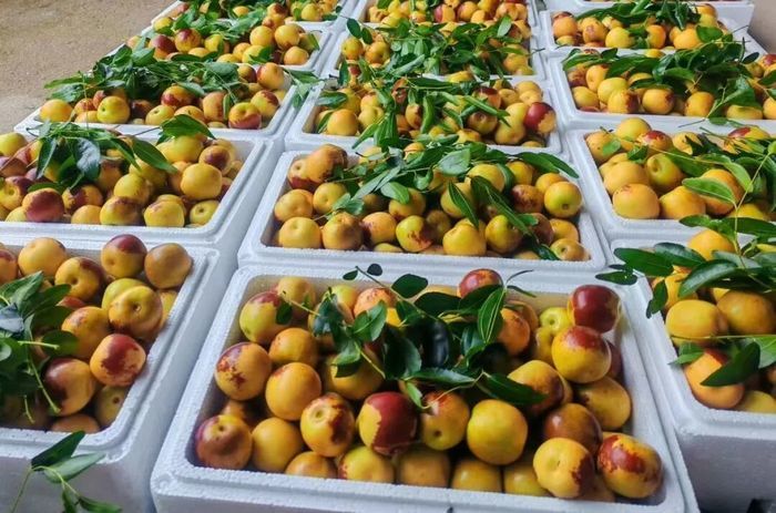 田间收货、抢收抢烘、理赔服务……山东省属企业护航“三秋”生产，助农户渡难关