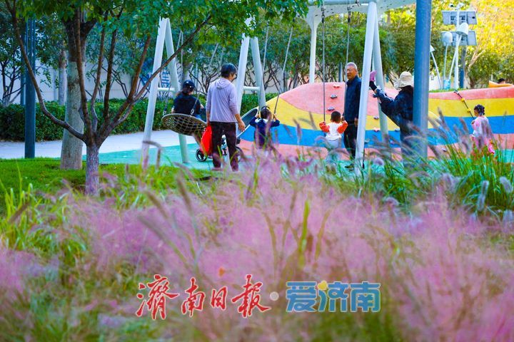 一年四季 泉在济南丨泉城人才公园粉黛乱子草绽放如烟粉雾