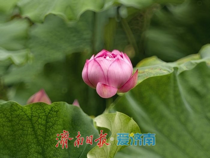 一年四季 泉在济南丨荷风送香醉游人 大明湖赏荷热度持续走高