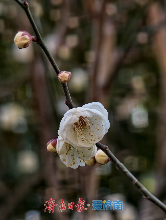 一年四季 泉在济南丨遇见“梅”好！元旦假期济南泉畔白梅盛开