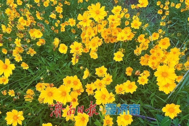 一年四季 泉在济南丨金鸡菊盛放，绘就初夏金色花海