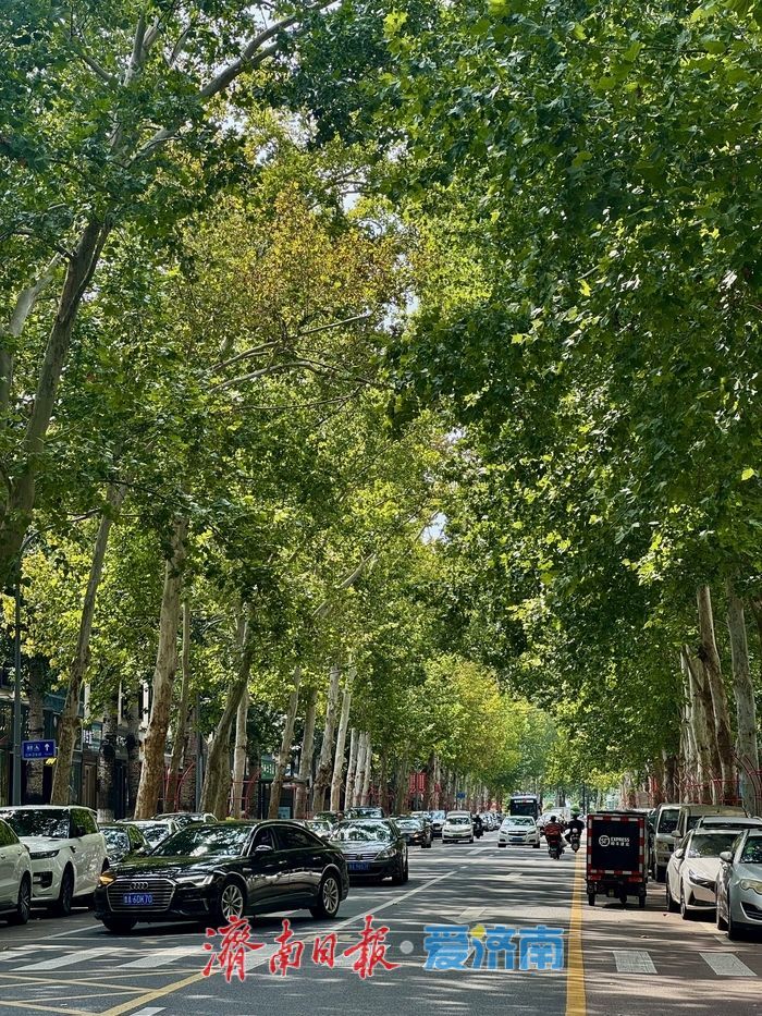 初秋马鞍山路：绿意依旧浓 静谧绘清幽