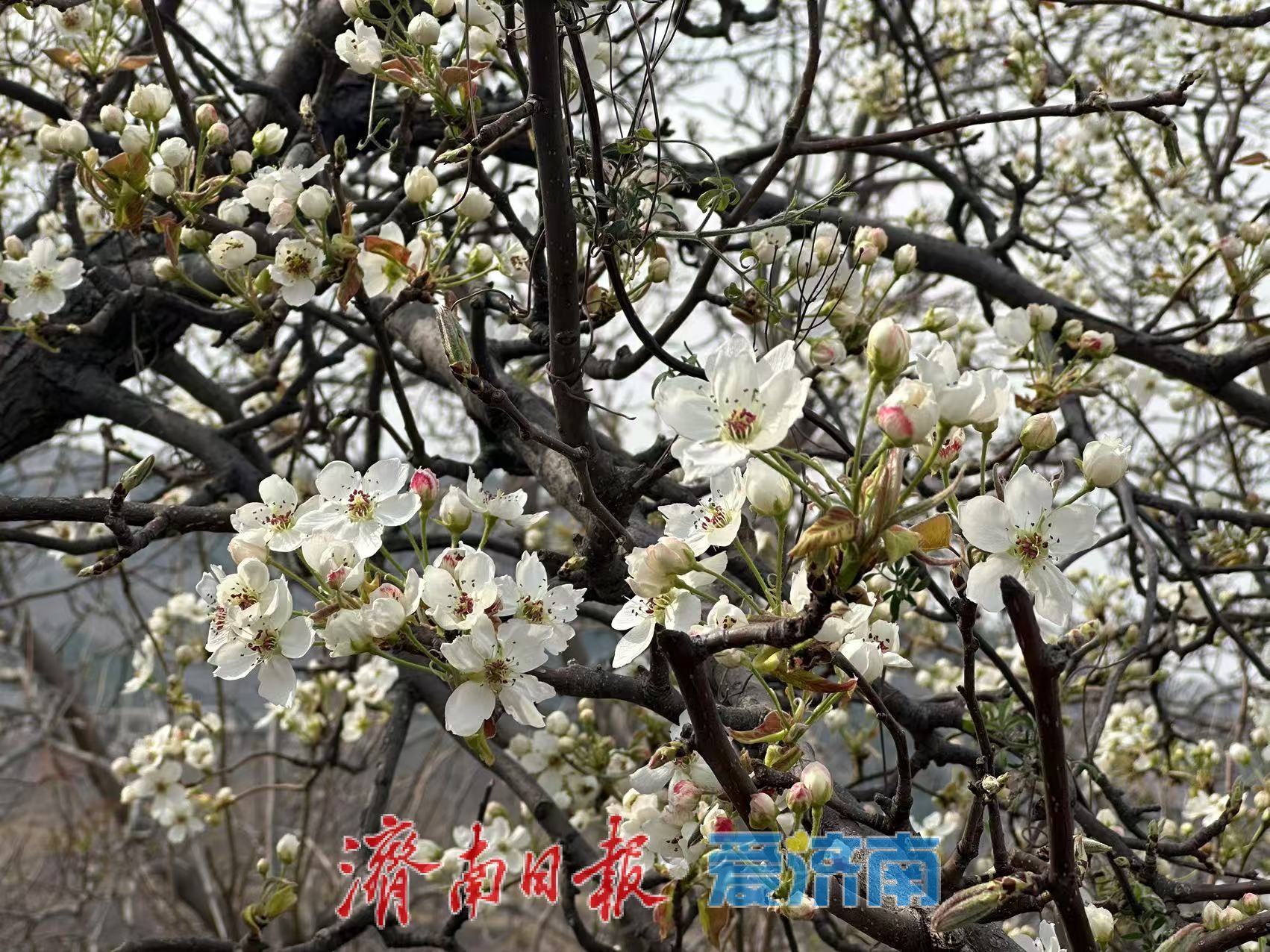 南部山区花开了，你来玩吗？高而旅游“一张图”上线，杏花连翘引领春日乡村游热潮