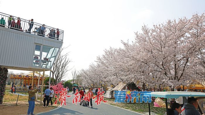 一年四季 泉在济南｜赴一场浪漫樱花雨 济南鲜花港露营赏樱正当时