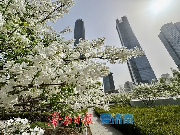 济南CBD绸带公园丁香花浪漫绽放