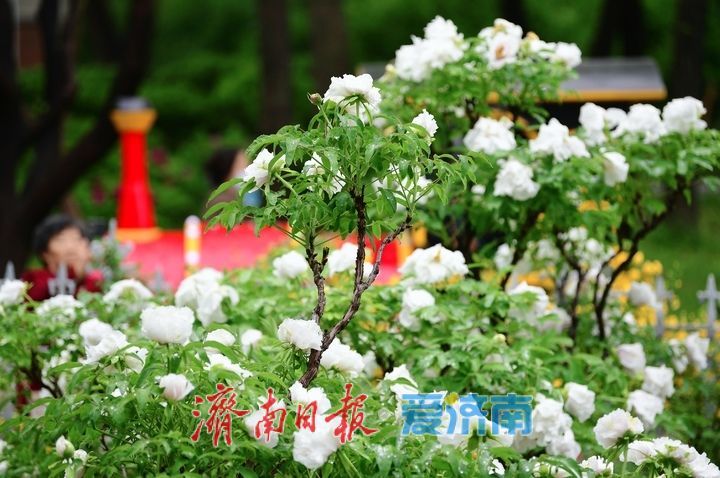 一年四季 泉在济南丨雨润牡丹娇艳欲滴，泉城市区最大牡丹园春色无边