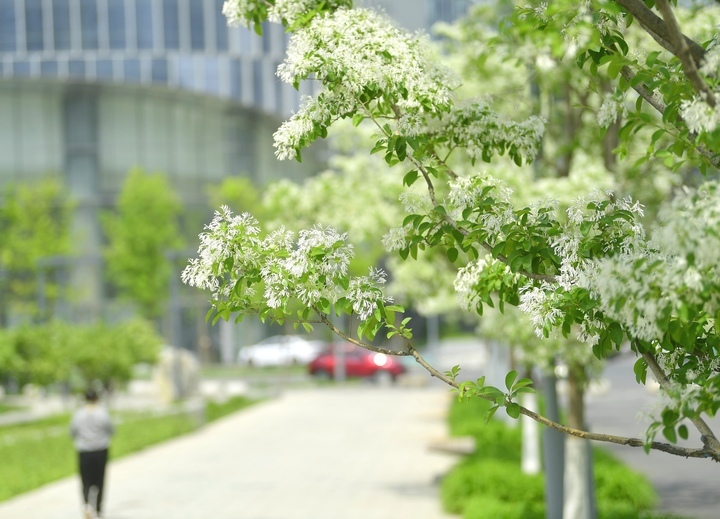“泉”在济南过五一｜流苏花开白如雪，花香四溢醉人心