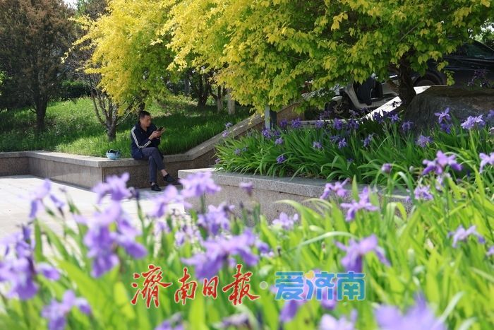 一年四季 泉在济南｜暮春赴约小清河 鸢尾花开醉泉城