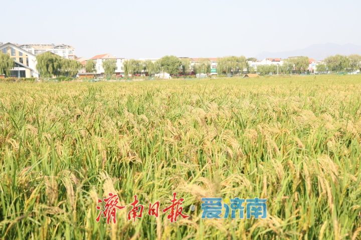 稻浪翻涌绘秋景 西营良田待丰收