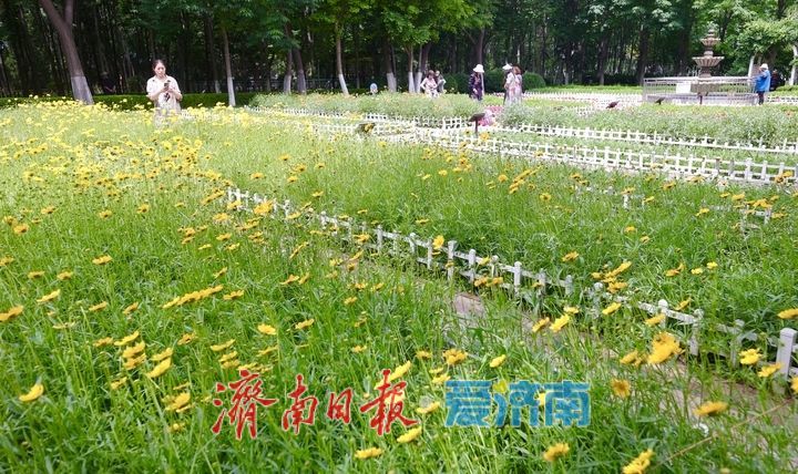 泉城五月花事浓！济南花圃公园化身“天然调色盘”