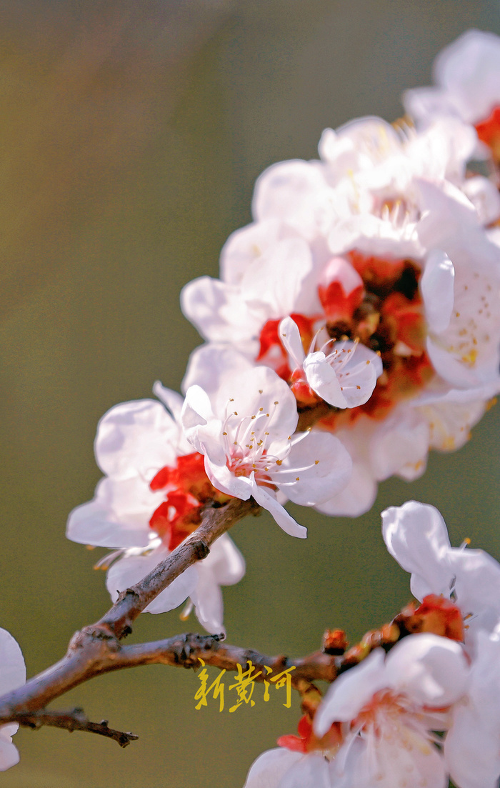 登千佛山能邂逅哪些“花海”？记者为您提前“探路”