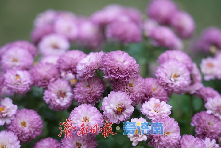 探营大明湖金秋菊展：明日正式开展