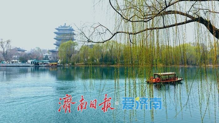 一年四季 泉在济南丨大明湖碧波荡漾 垂柳抽芽吐绿