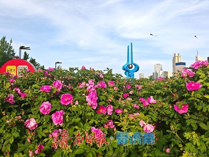 玫瑰花开 浪漫泉城