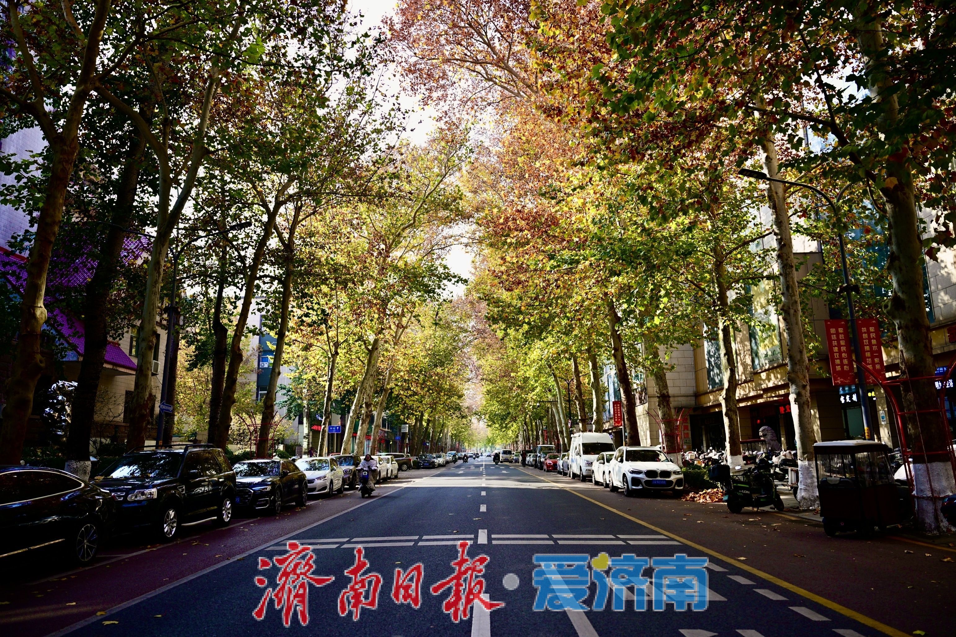 马鞍山路梧桐披“渐变彩裳”，秋末冬初诗意浓