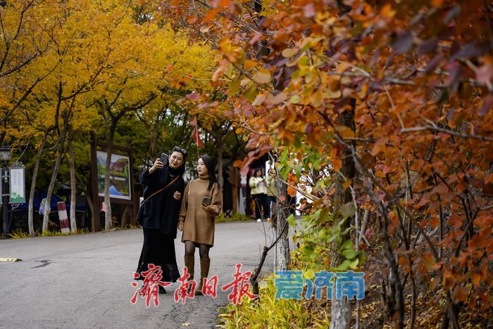 济南红叶谷氛围感拉满！沉浸式感受“万山红遍”的限定浪漫