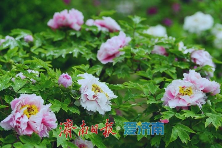 一年四季 泉在济南丨雨润牡丹娇艳欲滴，泉城市区最大牡丹园春色无边