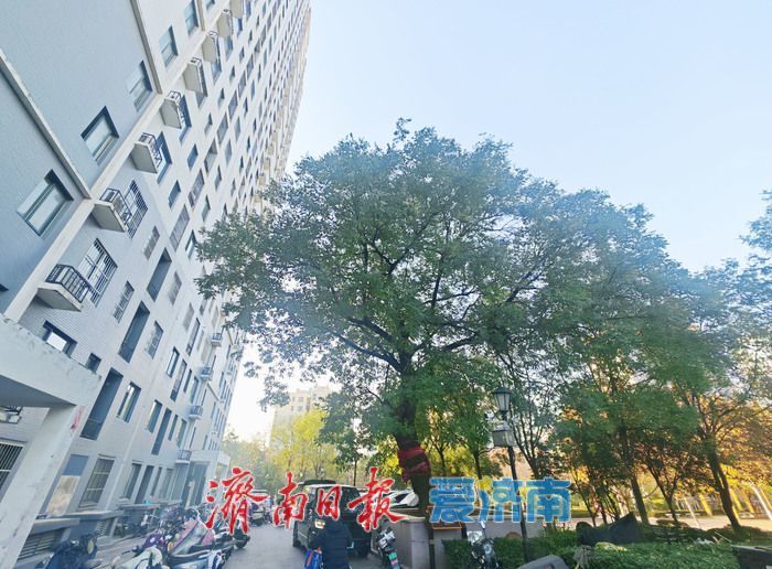 百年古槐焕新生，历下区再添两处古树园